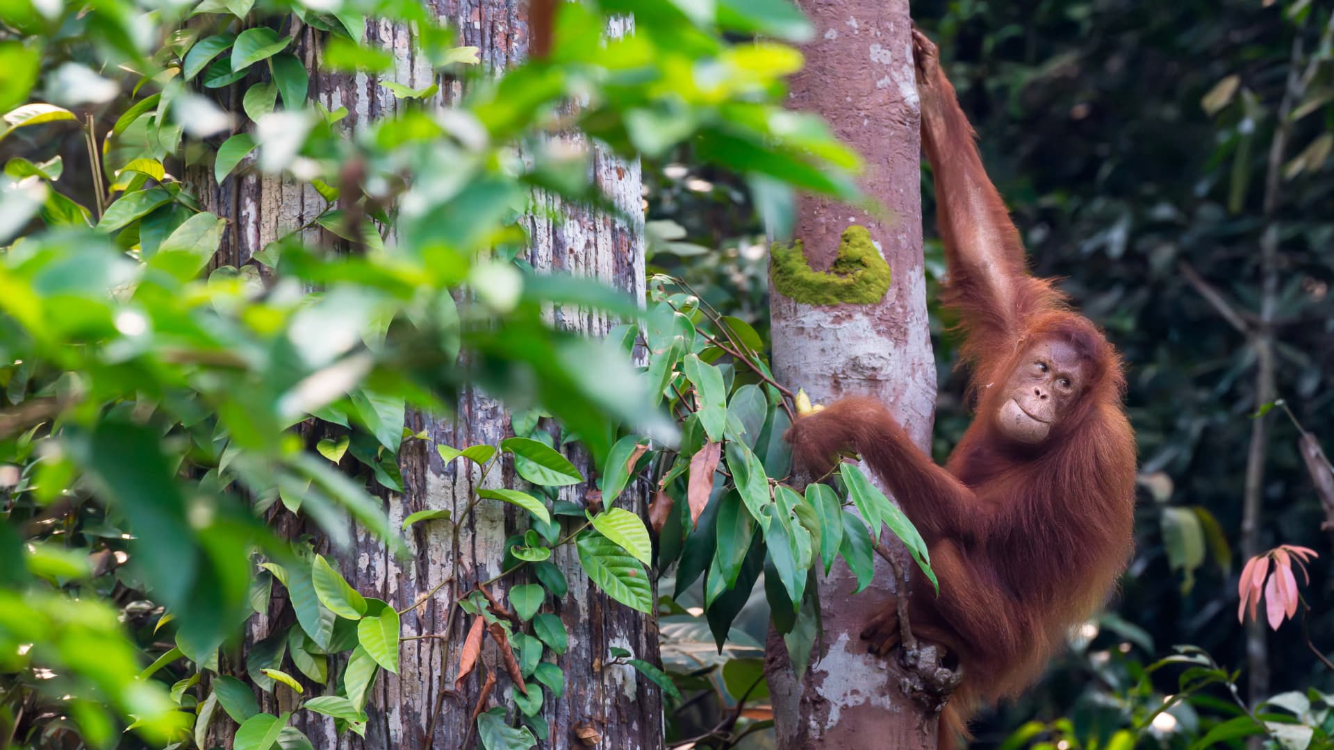 Lenyűgöző dolgot fedeztek fel az orangutánoknál
