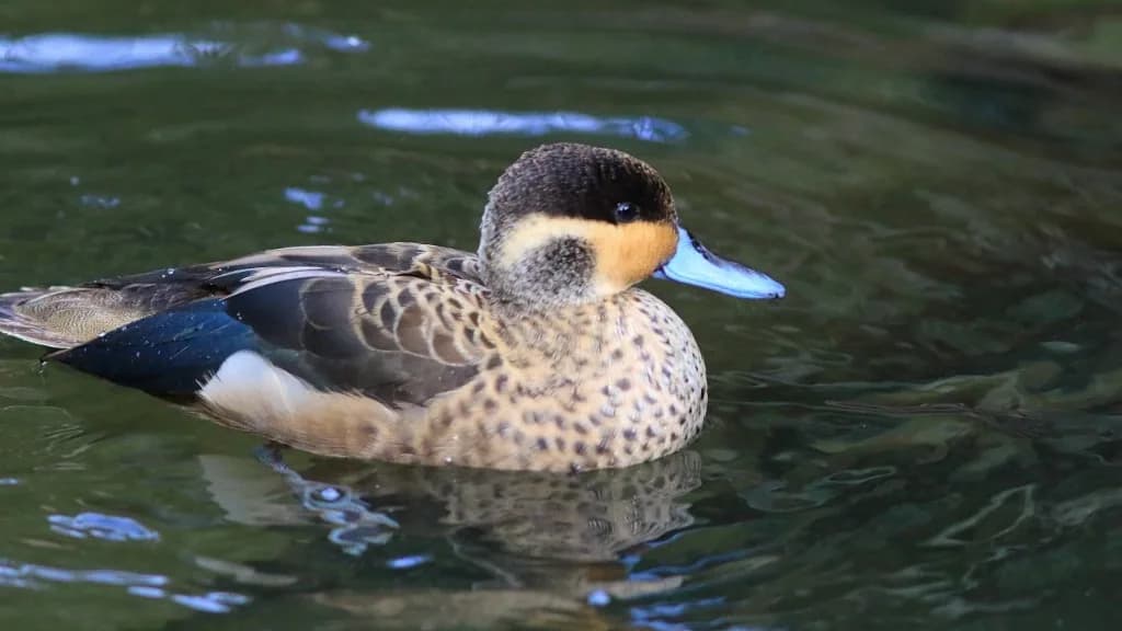 Intő jelek lehetnek a fürdőző kacsák