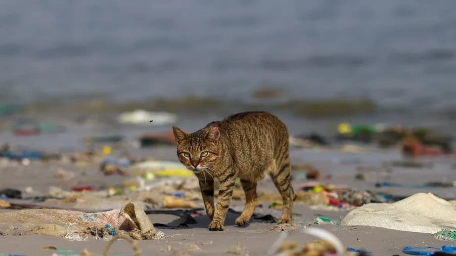 Több mint harminc éhező és rémült macskát mentettek ki egy elhagyott hajóról