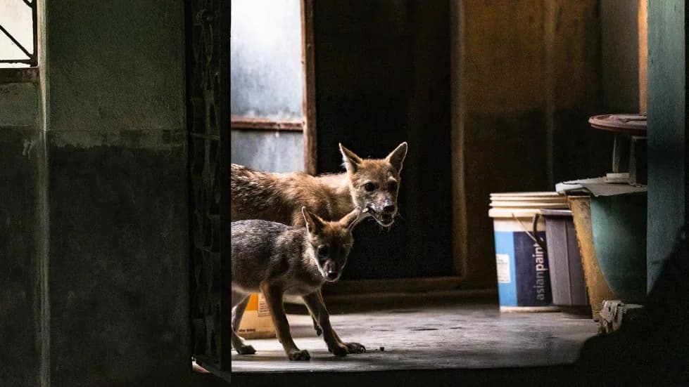 Megkóstolt egy nőt egy aranysakál