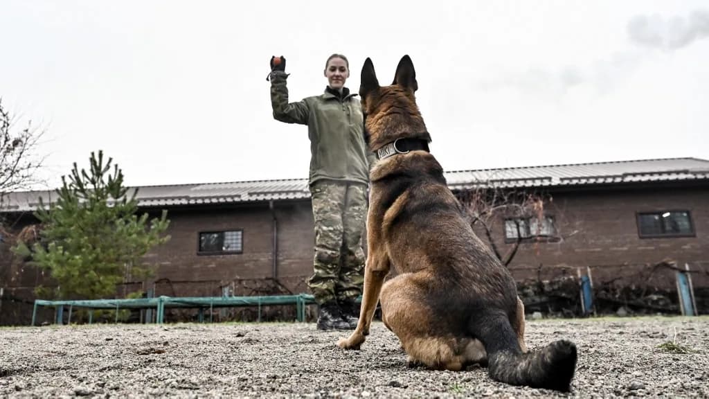 Közel 900 szolgálati kutya segíti az ukrán rendőröket a háborúban