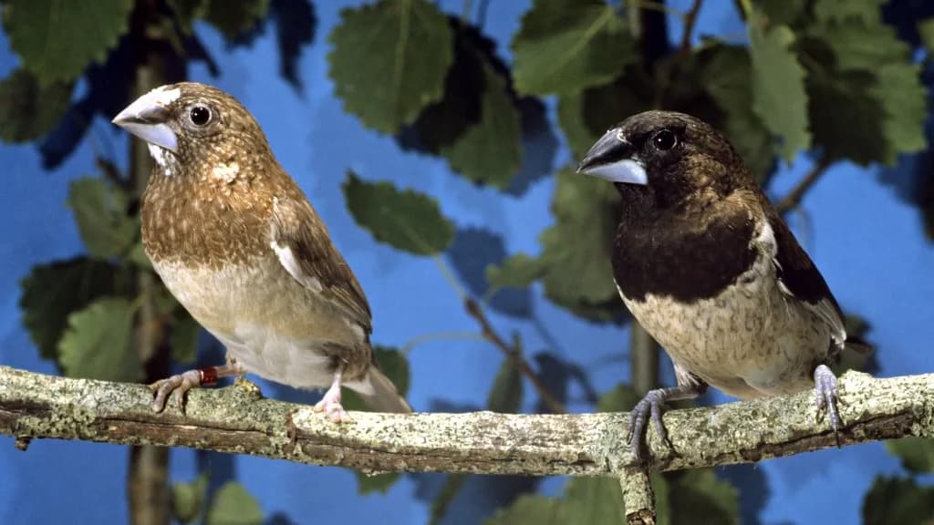 Érdekes nyelvi mintákat fedeztek fel a japán pintyek dalaiban
