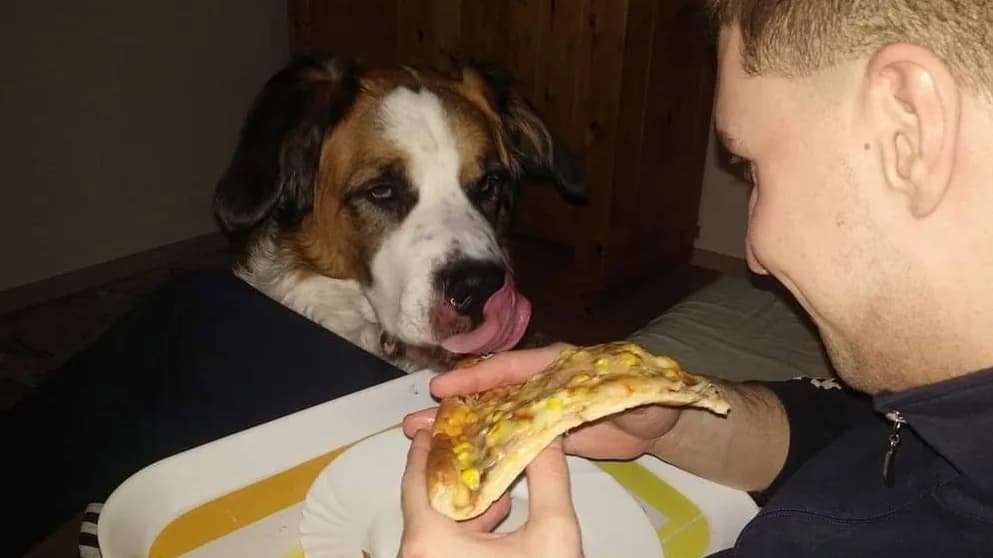 A gazdi pislogása különös reakciót vált ki a kutyákból
