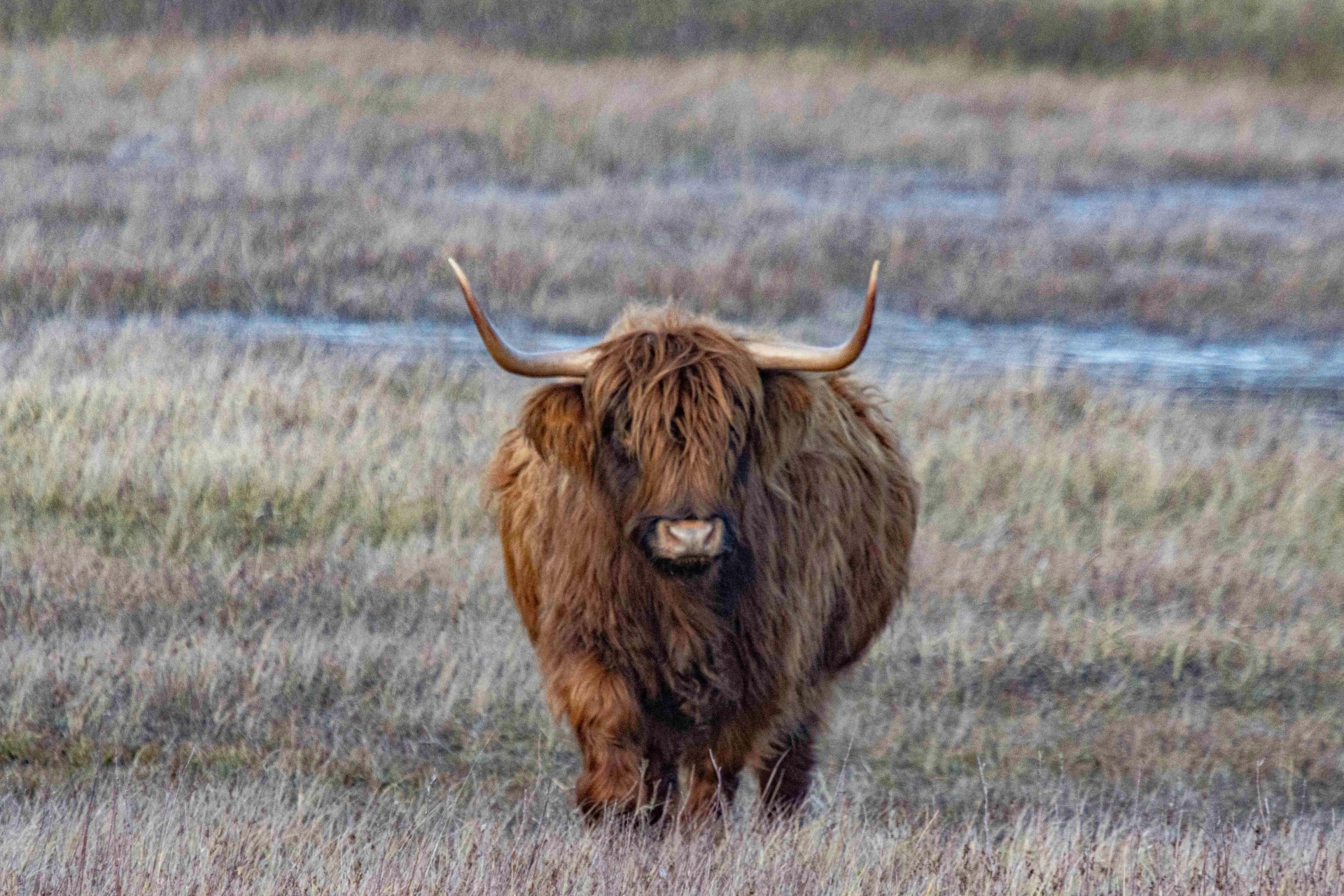 Évről évre nő a szarvasmarhák elleni farkastámadások száma Hollandiában