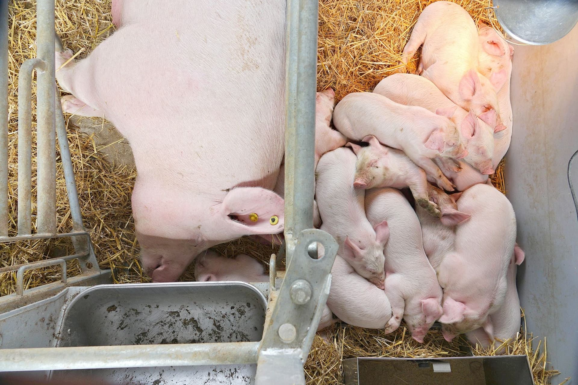 Agrárminisztérium: Uniós szinten is kiemelkedő a hazai állattenyésztés teljesítményének növekedése