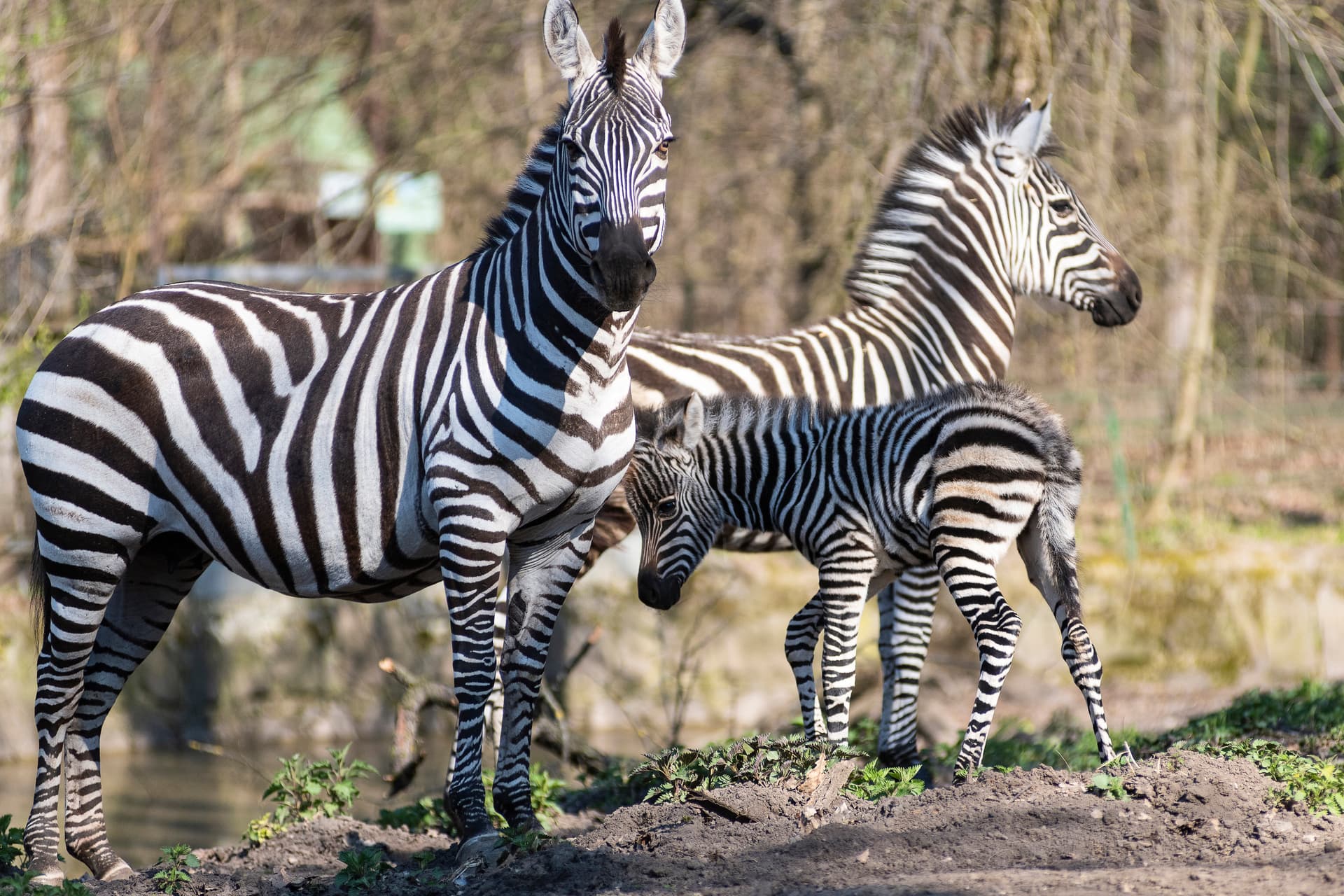 Amikor a zebra átmegy az autópályán
