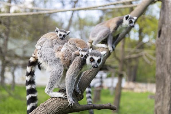 Gyűrűsfarkú makik születtek a Nyíregyházi Állatparkban