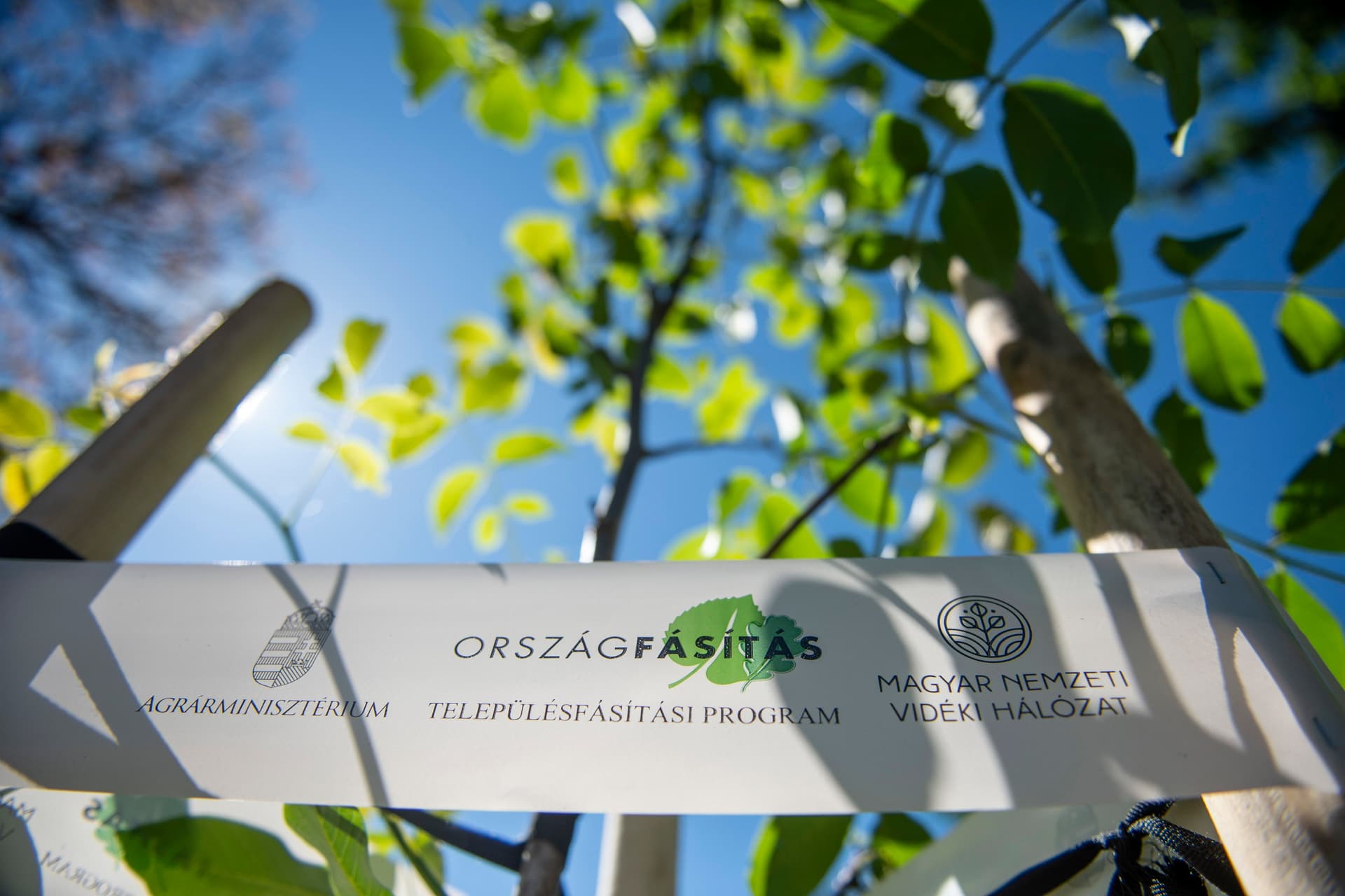 Továbbra is óriási az érdeklődés a települések fásítására