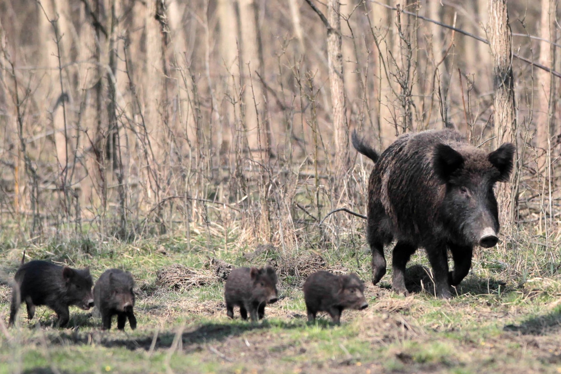 Vaddisznóként kilövés várt volna rájuk – Törpemalac konda riogatta a várost