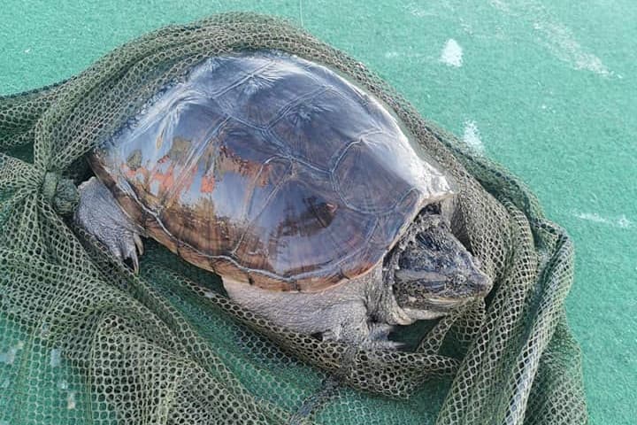Harapós hüllő került elő a Balatonból