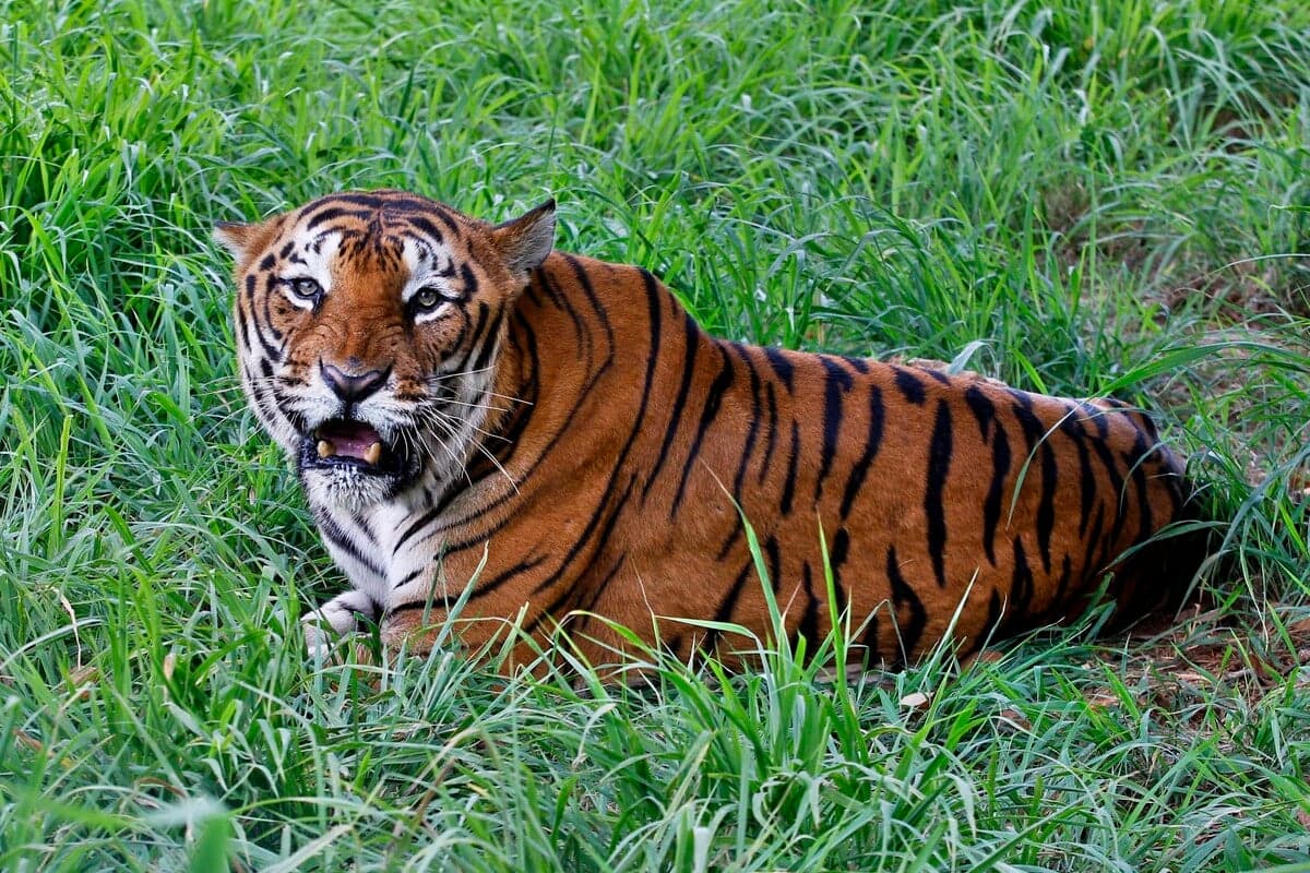 Tigris harapott meg egy idős férfit