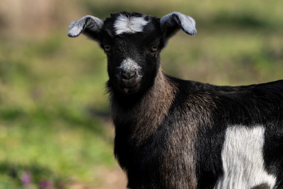Segítségért kiáltozott, rendőrök keresték, majd kiderült, hogy kecske