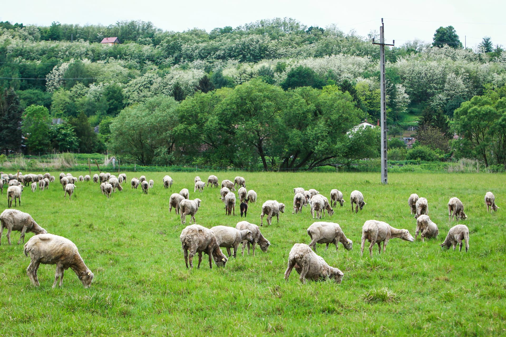 Az állatjólét népszerűsítését támogatja az Európai Unió