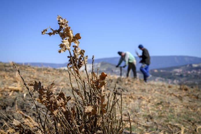 Bővíti erdészeti tájékoztató szolgáltatásait a Nemzeti Agrárgazdasági Kamara