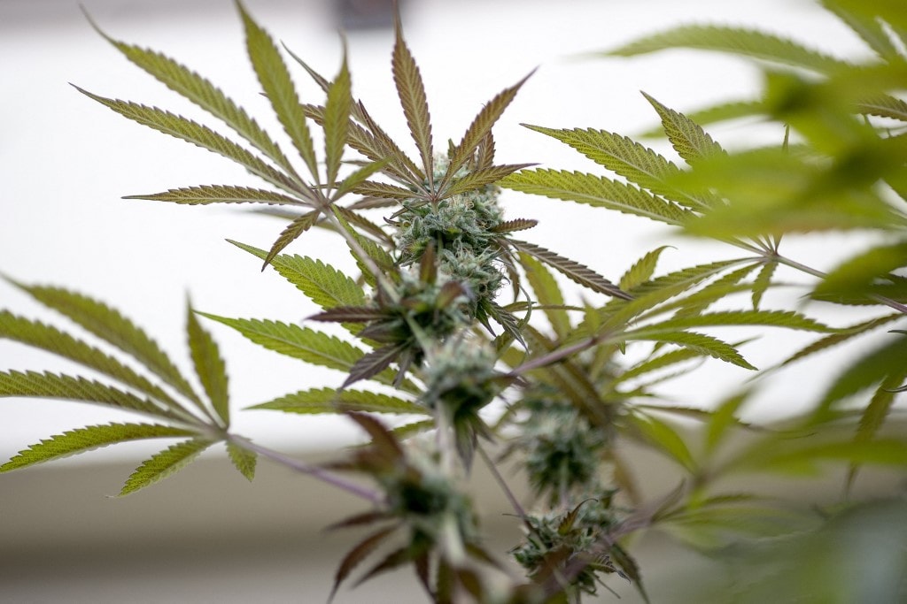 Kannabiszpalántákat nevelgettek