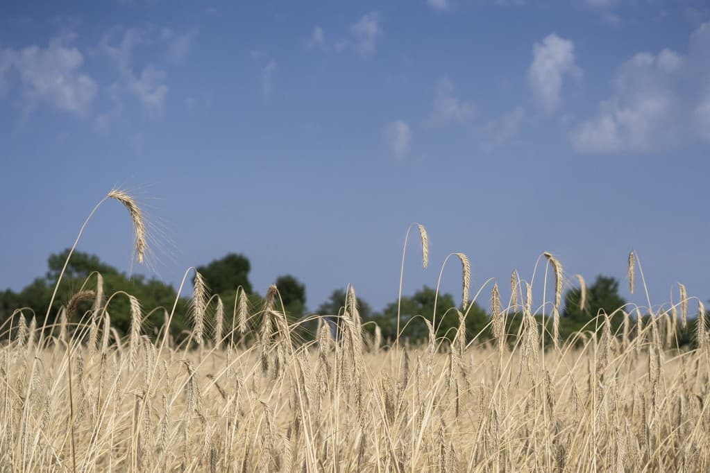 Tiltakoznak a V4-országok agrárkamarái az ukrán gabona vámmentes behozatala ellen