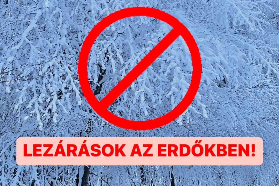 Fakidőlésre figyelmeztet több erdőgazdaság