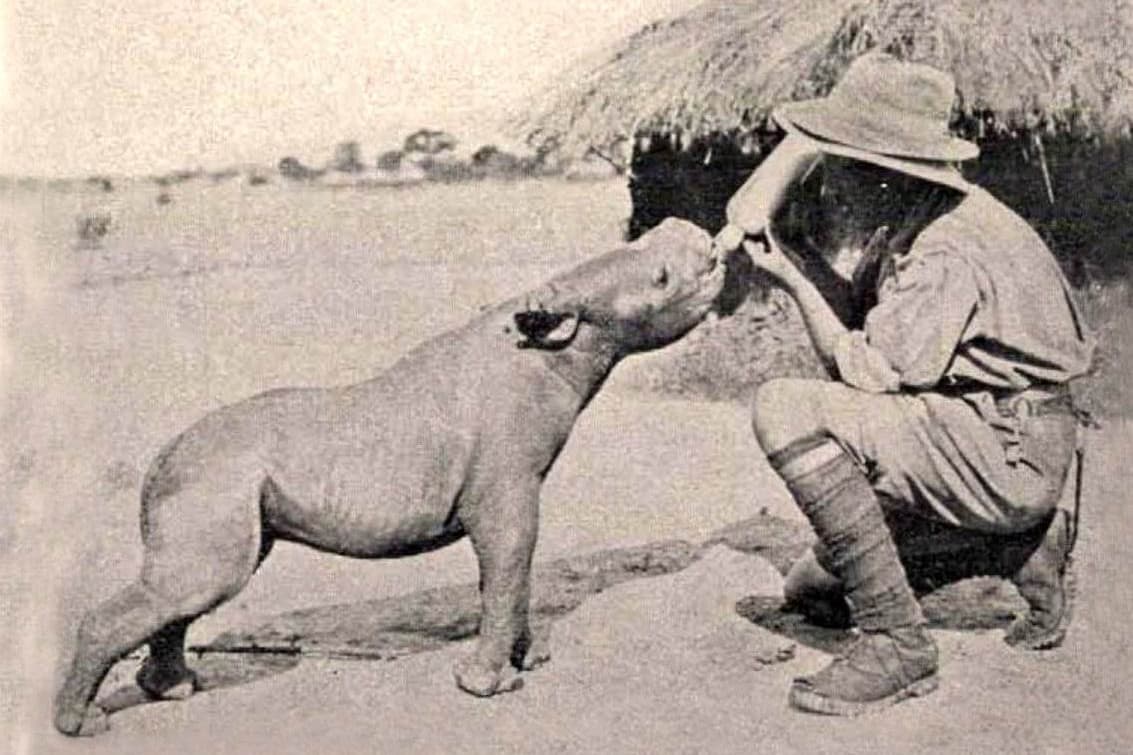 Idén százhúsz éve lépett először Afrika földjére Kittenberger Kálmán