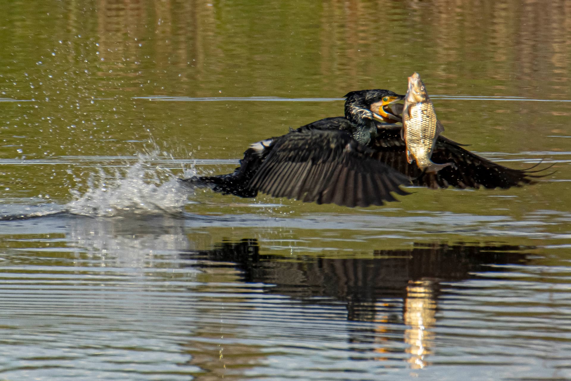 Gyérítik és riasztják a kormoránokat a Tisza mentén