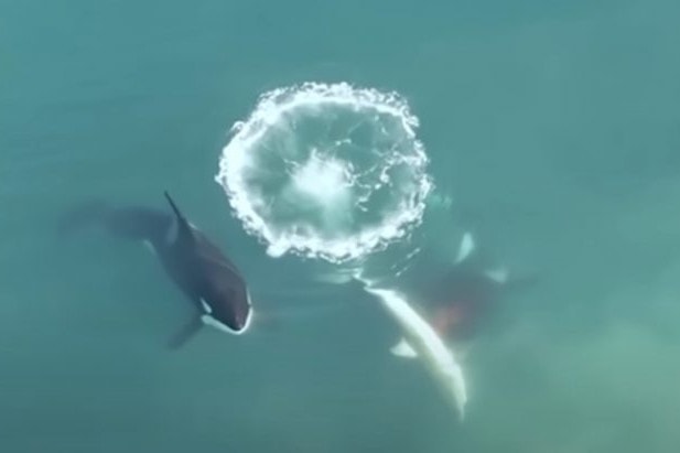 Sosem látott videón az afrikai „sorozatgyilkos” kardszárnyú delfinek + VIDEÓ