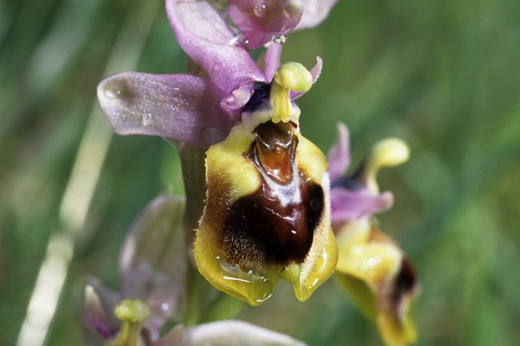 Új orchideafajra bukkantak Japánban