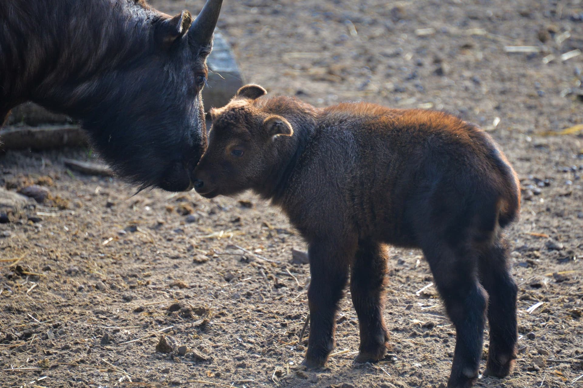 Mishmi takin született a Nyíregyházi Állatparkban