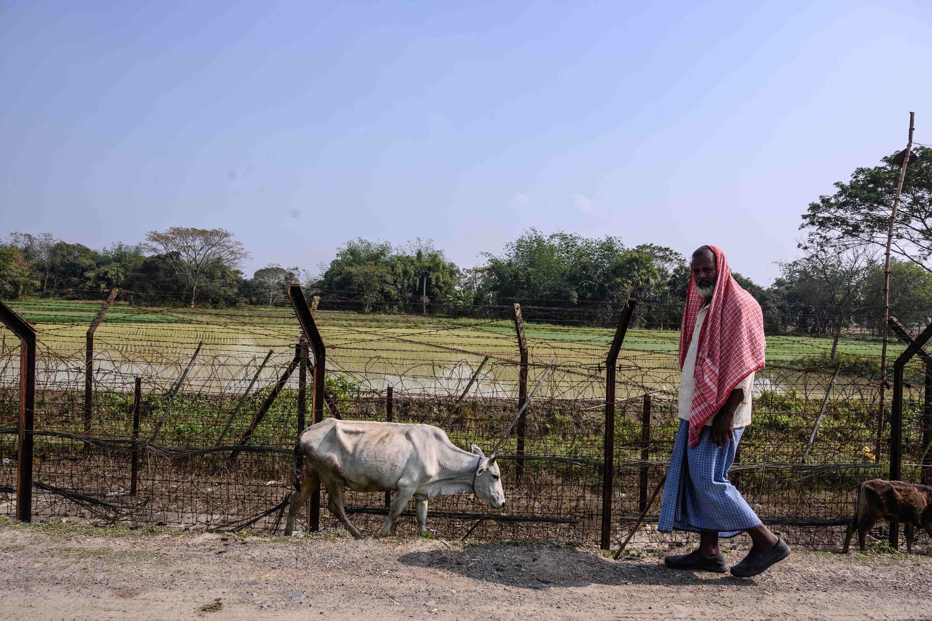 Indiában három embert letartóztattak, miután megöltek egy embert, akinél marhahús volt