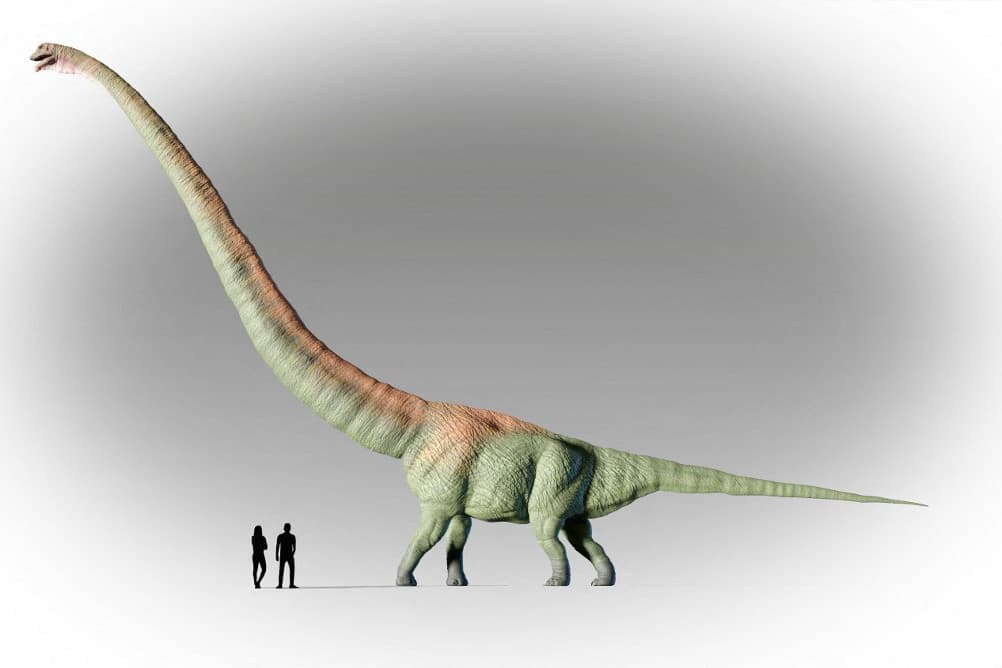 Hat zsiráfnak megfelelő hosszúságú nyaka volt a nyakhosszrekordot tartó dinoszaurusznak