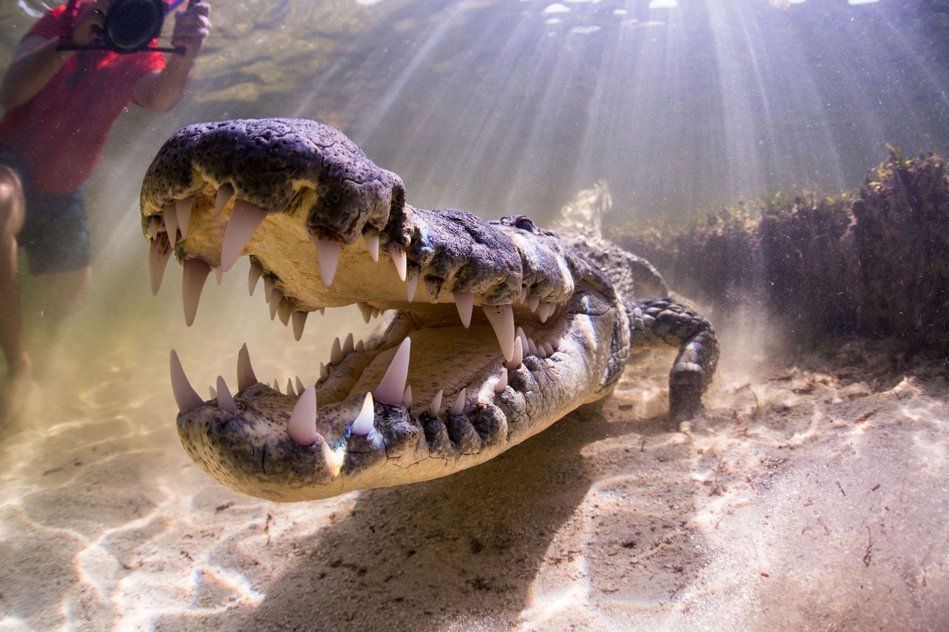 Krokodil gyomrában találtak rá egy eltűnt horgász maradványaira Ausztráliában