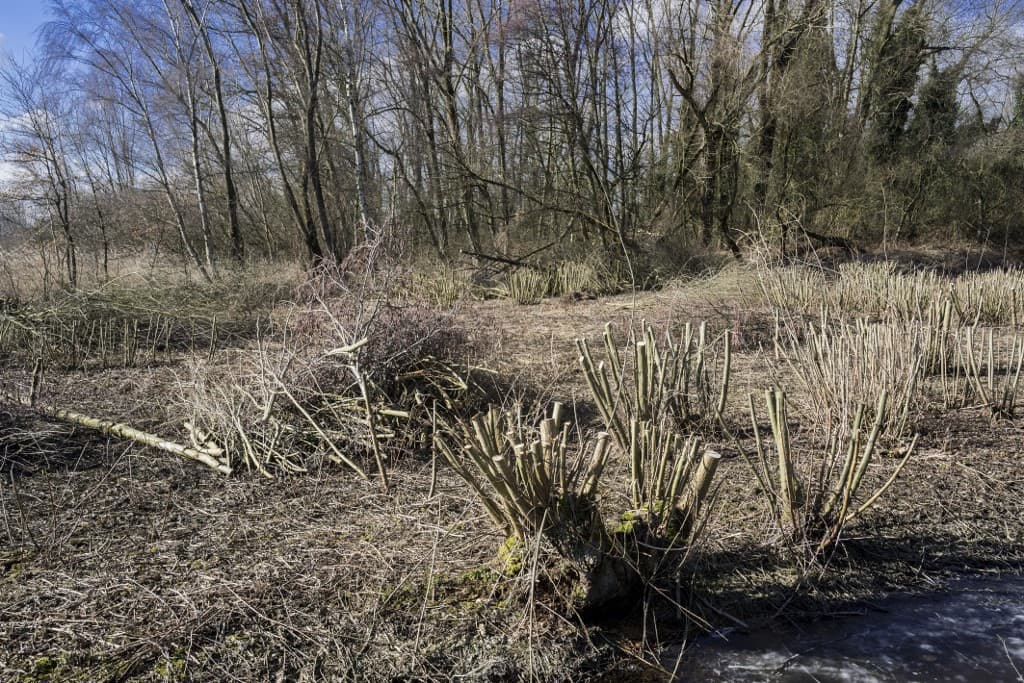 A költési időszakban végzett fa- és bokorkivágások veszélyeire hívja fel a figyelmet az MME