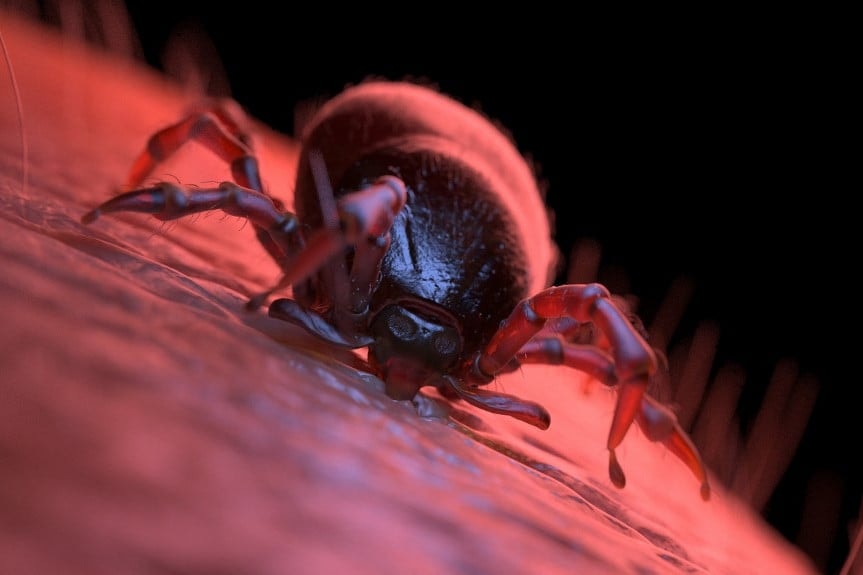 A Lyme-kór korai jelei