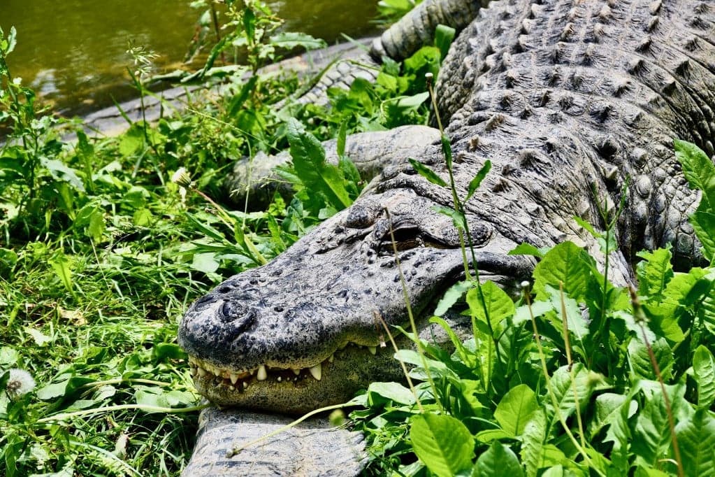 Először mutatták ki a szűznemzést krokodilnál