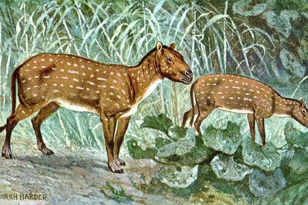 A modern lovak távoli őseinek patás lábujjai lehettek