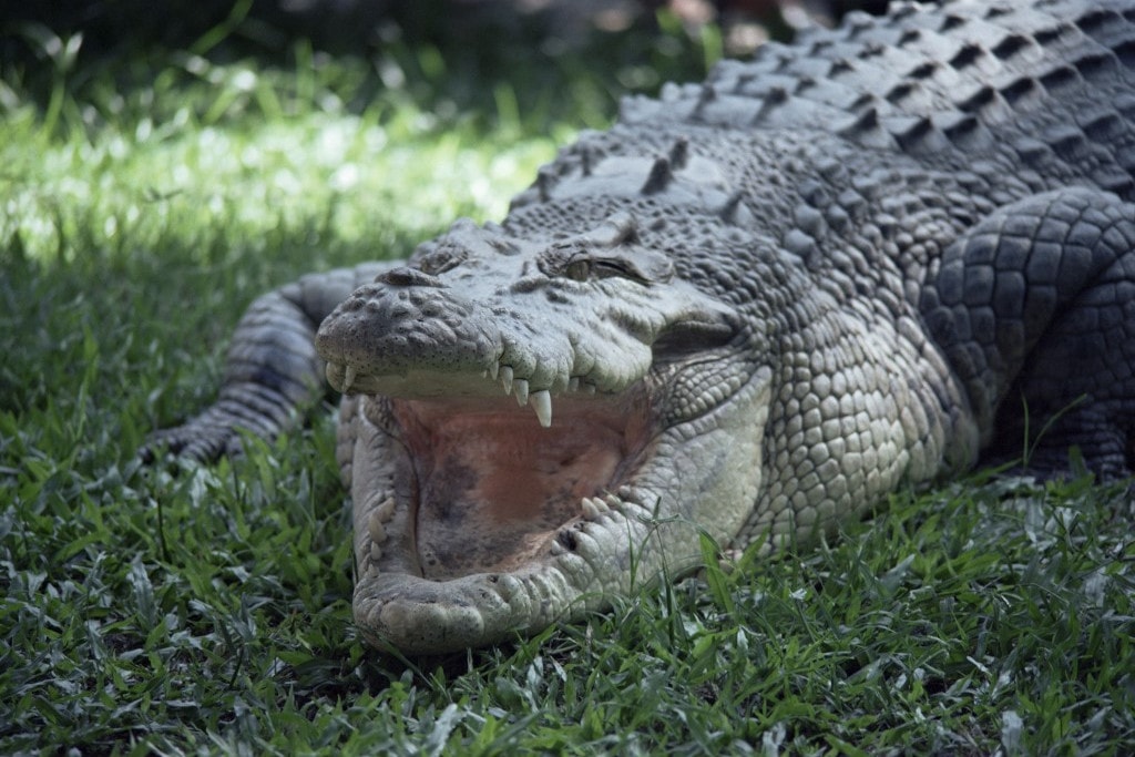 Krokodilokat gyilkoló férfi után nyomoznak a queenslandi hatóságok