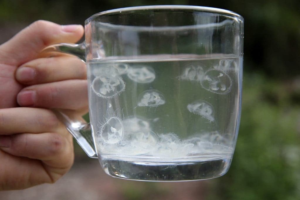 Medúzát találtak a Duna holtágában