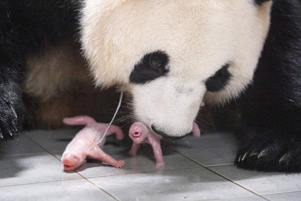 Először születtek pandaikrek Dél-Koreában