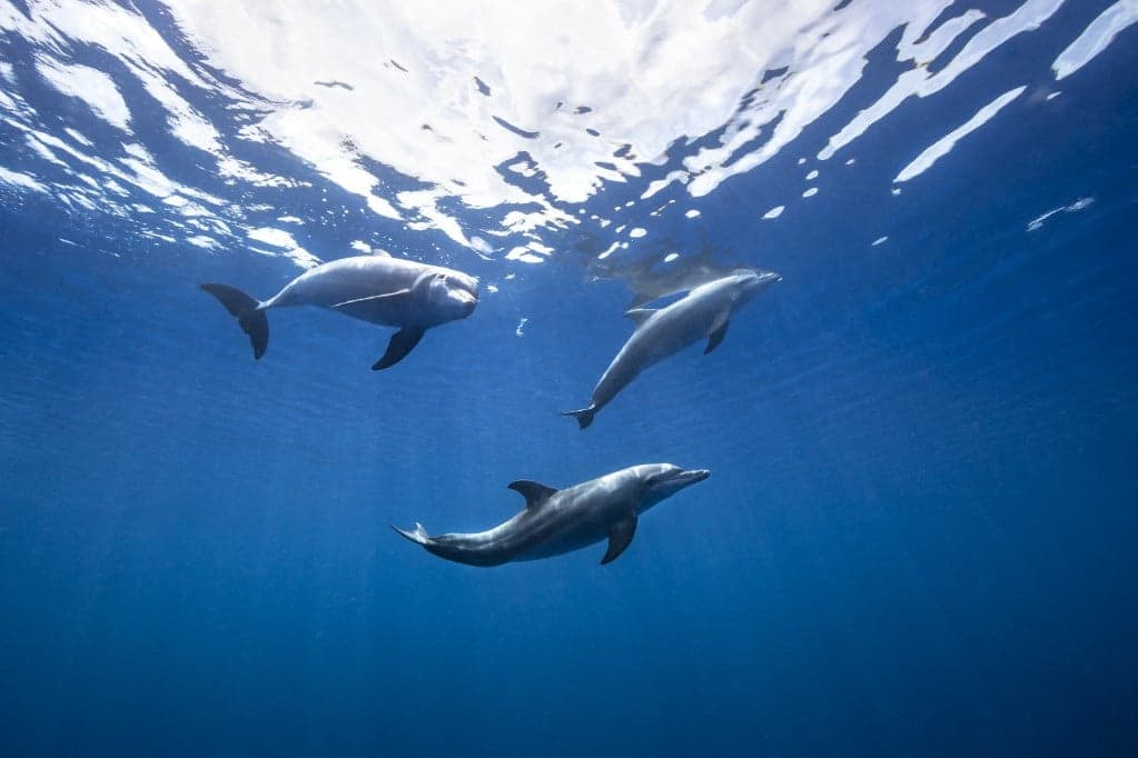 Lőtt sebekkel találtak egy elpusztult delfint Horvátországban