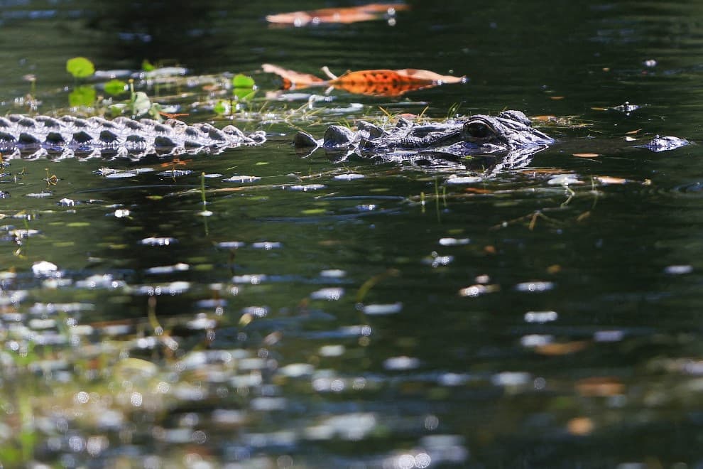 Megszökött hetvenöt krokodil egy tenyésztelepről
