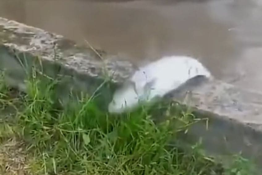 Videó: betonnak csapódnak a felhőtlenül repdeső busák