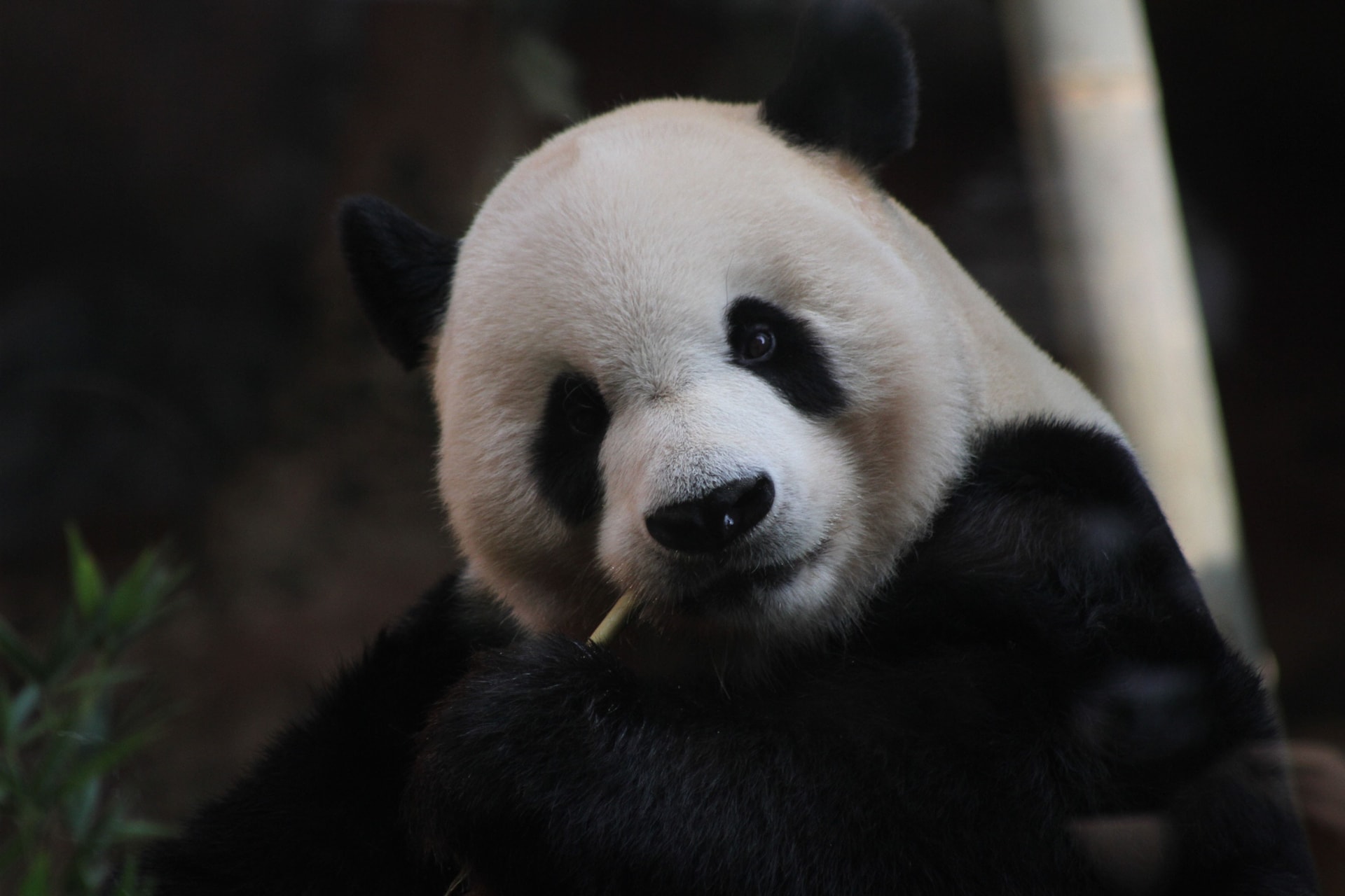 Panda csontvázat találtak a kínai császár 2000 éves sírjában