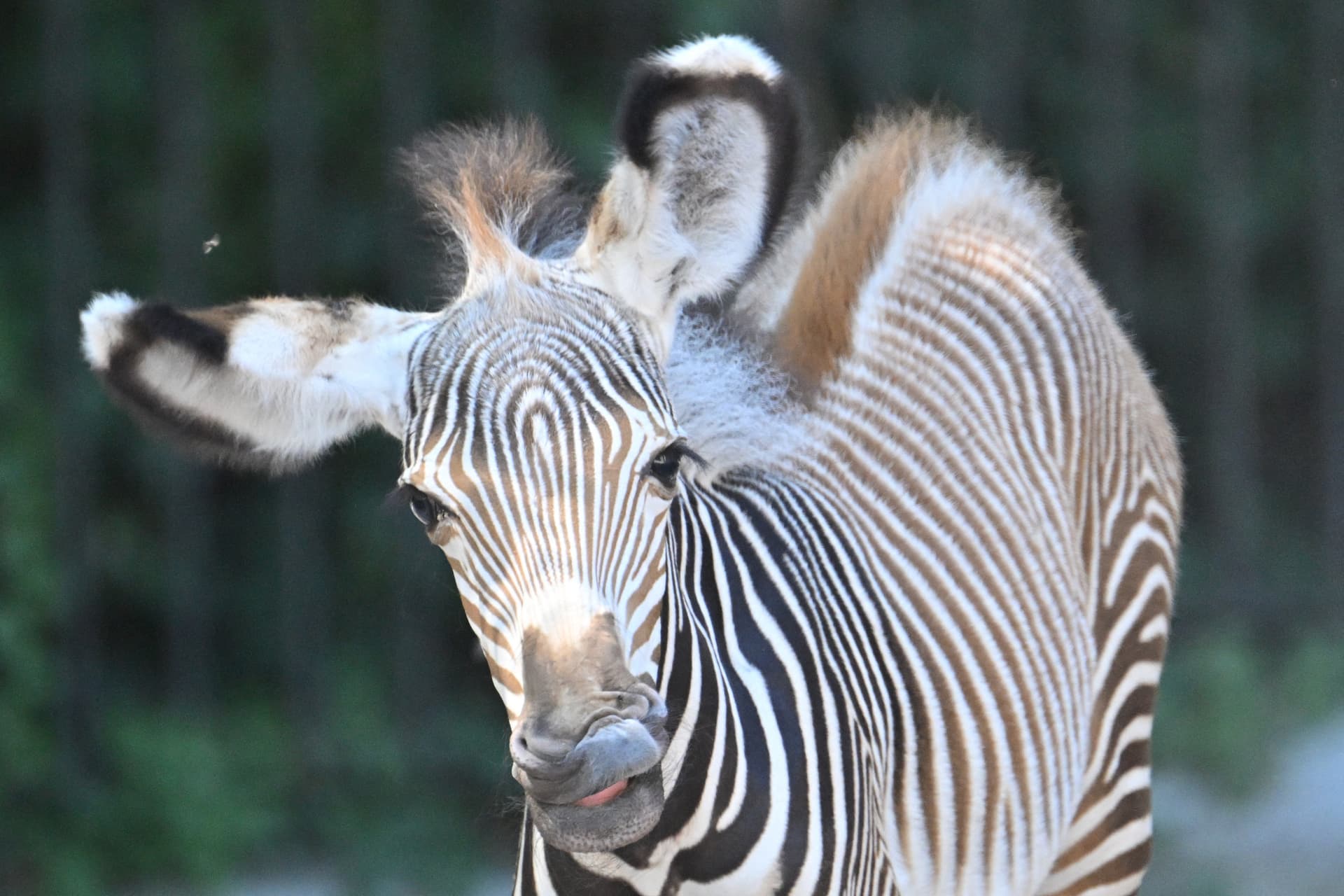 Többen megsérültek, miután kiszabadult egy zebra