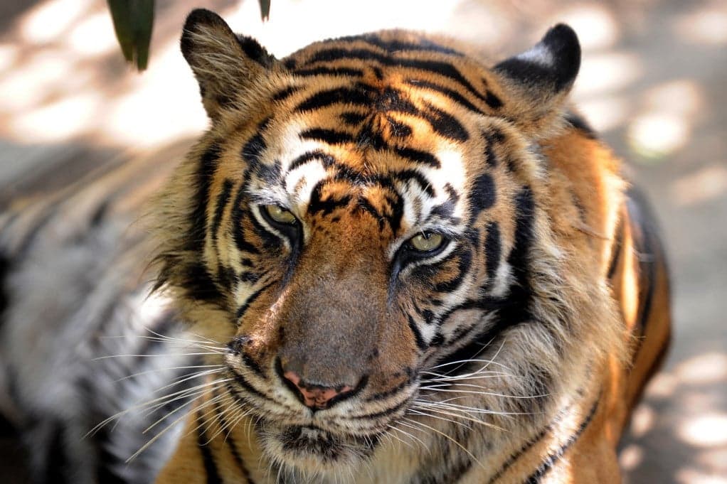 Új párt kapott a Nyíregyházi Állatpark szumátrai tigris hímje