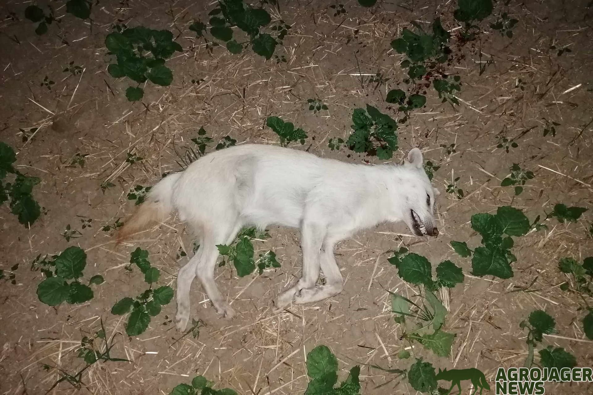 Kilőttek egy hófehér aranysakált