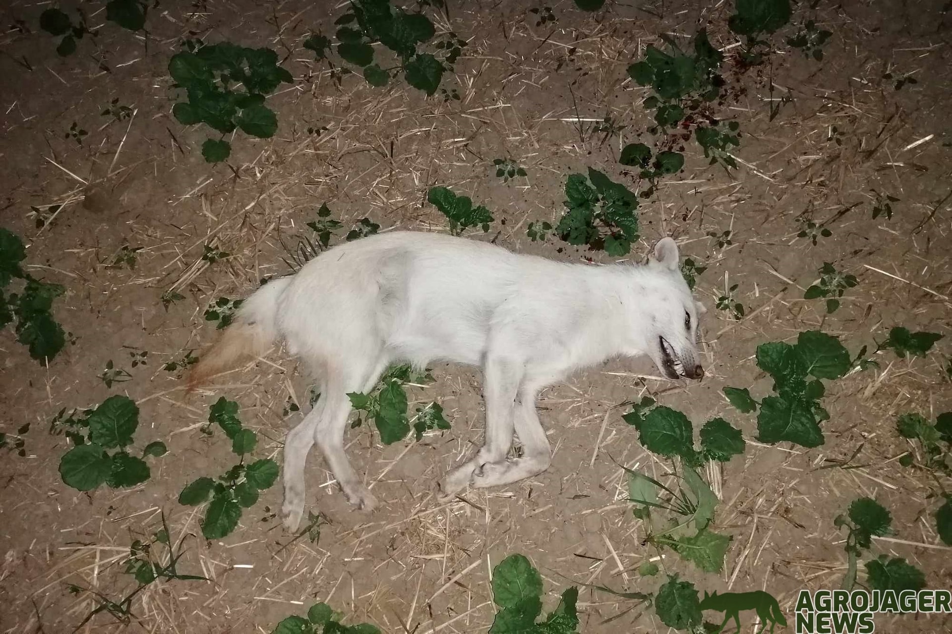 Kilőttek egy hófehér aranysakált