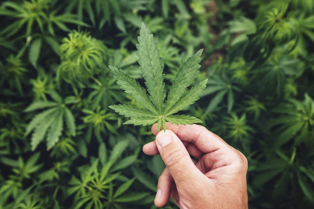 Nemcsak veszélyes, halálos is lehet a kannabisz használata