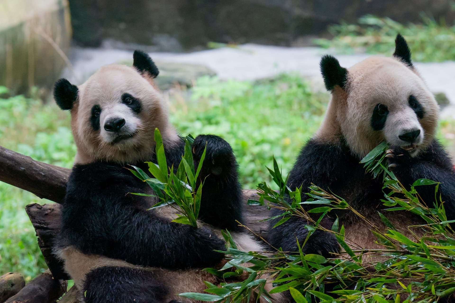 Kölcsönpanda visszajár
