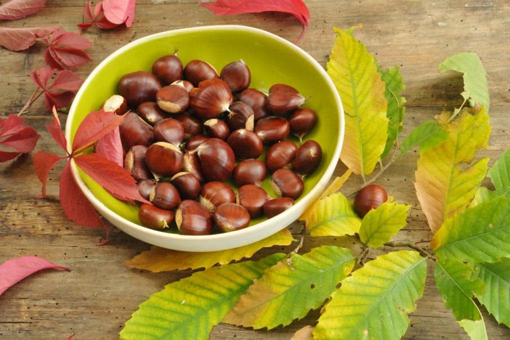 Szelídgesztenye: mit rejt ez a természetes vitaminbomba?