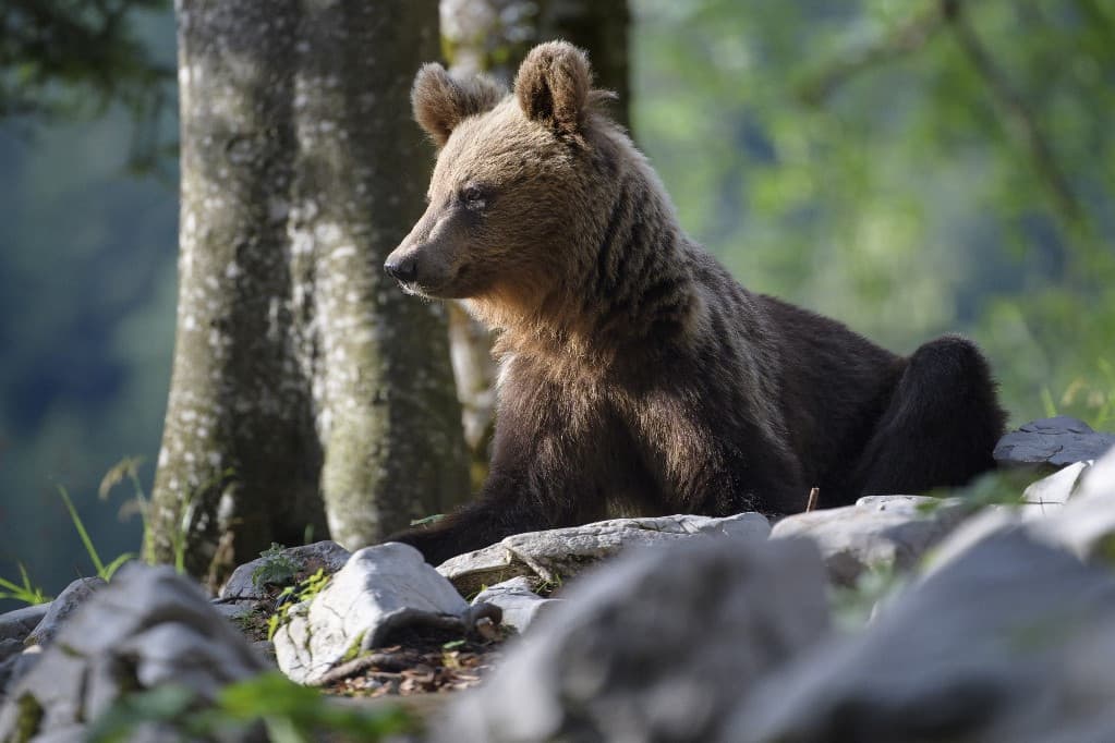 Direkt lőttek a medvebocs mellé +VIDEÓ