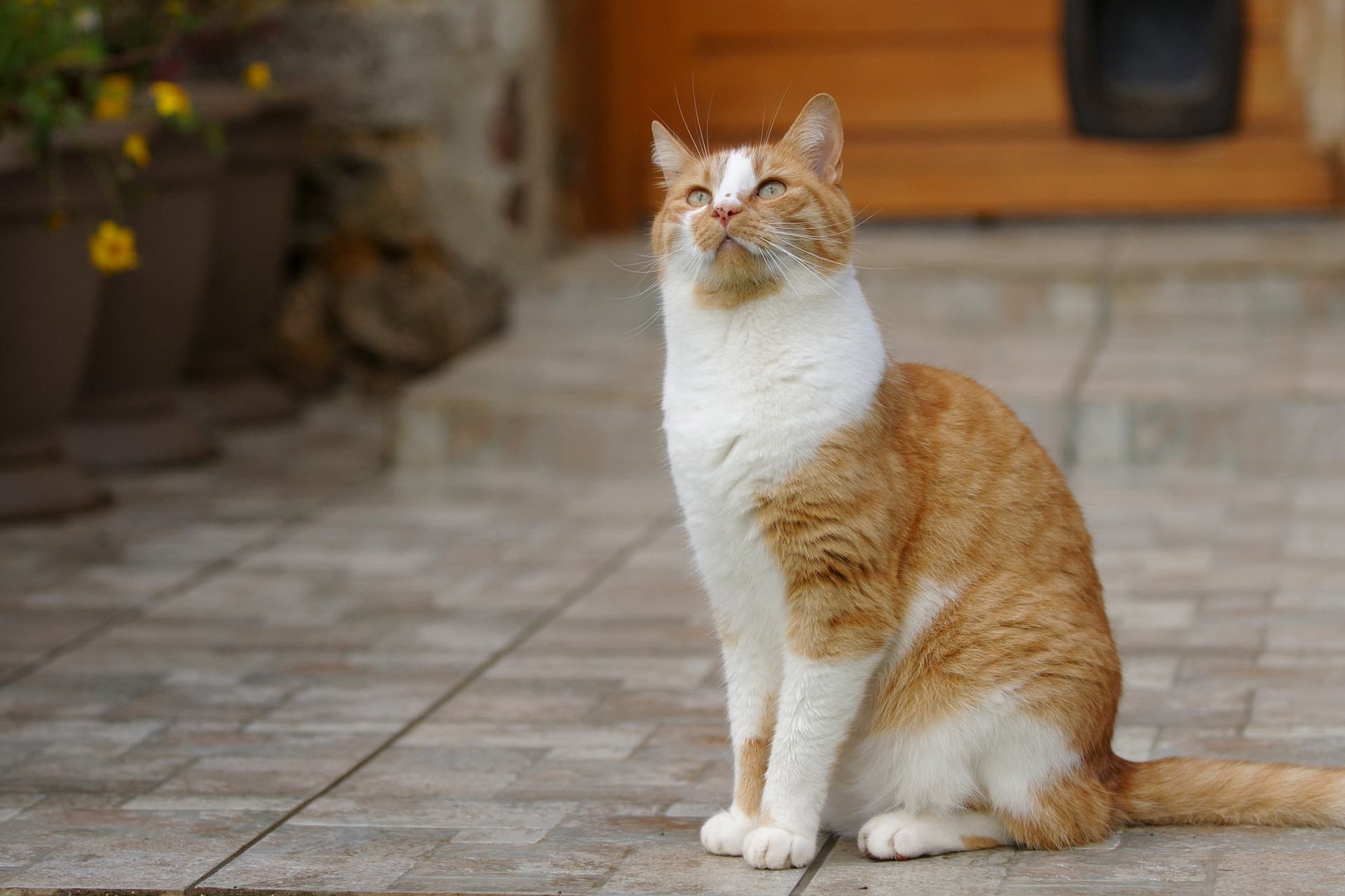 Honnan lehet felismerni, ha fél a macska?