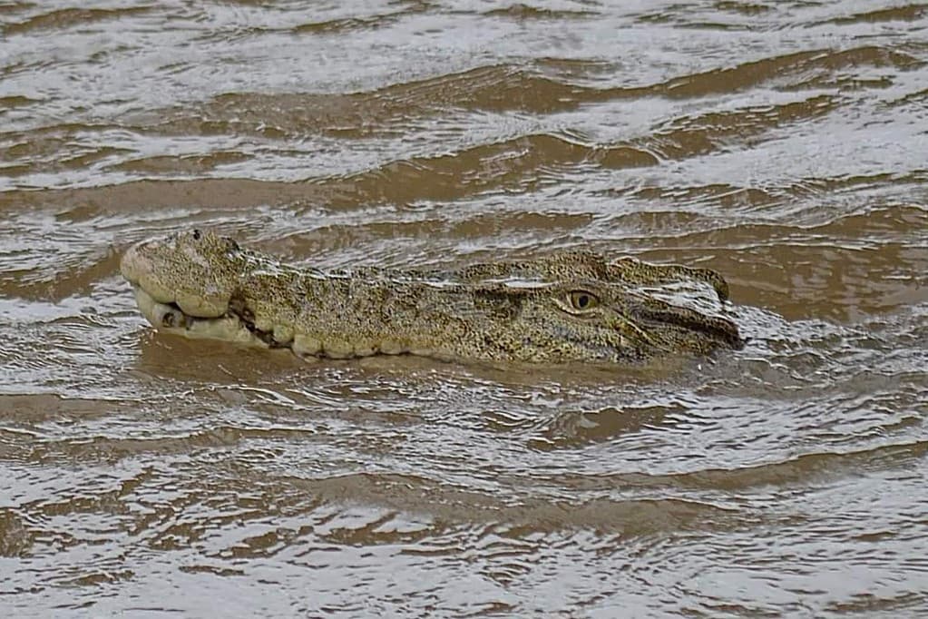 Két sósvízi krokodil tartotta rettegésben a queenslandieket